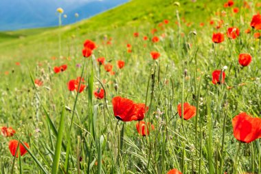 Haşhaş Batan güneşin ışınları nda haşhaş güzel çiçekli çayır. Yeşil çimenlerde çiçek açan kırmızı haşhaş çiçekleri. Güzel ilkbahar ve yaz doğal arka plan.