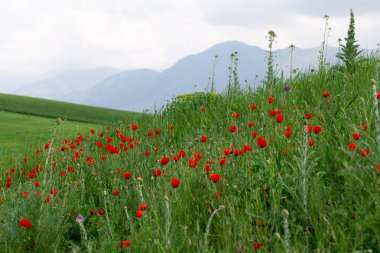 Haşhaş Batan güneşin ışınları nda haşhaş güzel çiçekli çayır. Yeşil çimenlerde çiçek açan kırmızı haşhaş çiçekleri. Güzel ilkbahar ve yaz doğal arka plan.