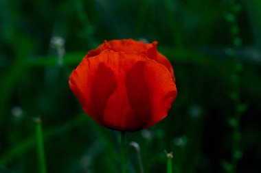 Haşhaş Batan güneşin ışınları nda haşhaş güzel çiçekli çayır. Yeşil çimenlerde çiçek açan kırmızı haşhaş çiçekleri. Güzel ilkbahar ve yaz doğal arka plan.
