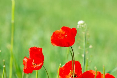 Haşhaş Batan güneşin ışınları nda haşhaş güzel çiçekli çayır. Yeşil çimenlerde çiçek açan kırmızı haşhaş çiçekleri. Güzel ilkbahar ve yaz doğal arka plan.