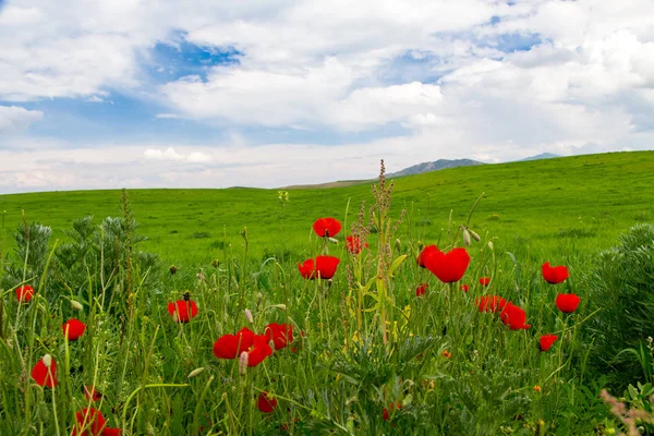 Amapolas Hermosa pradera floreciente de amapolas en los rayos del sol poniente. Flores florecientes de amapolas rojas en hierba verde. Hermoso fondo natural primavera y verano . —  Fotos de Stock