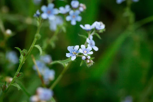 Zapomeň na mě. Krásná kvetoucí mýta modrých květů. V zelené trávě kvetou modré květiny. Krásné jarní a letní přírodní pozadí. — Stock fotografie