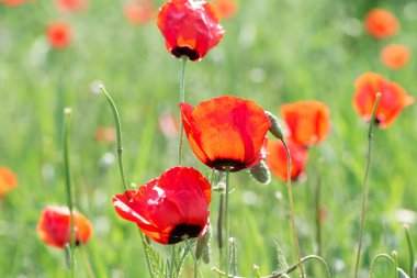 Haşhaş Batan güneşin ışınları nda haşhaş güzel çiçekli çayır. Yeşil çimenlerde çiçek açan kırmızı haşhaş çiçekleri. Güzel ilkbahar ve yaz doğal arka plan.