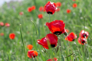 Haşhaş Batan güneşin ışınları nda haşhaş güzel çiçekli çayır. Yeşil çimenlerde çiçek açan kırmızı haşhaş çiçekleri. Güzel ilkbahar ve yaz doğal arka plan.