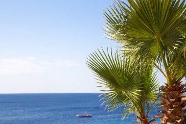 Açık mavi gökyüzünün arka planında palmiye ağacı. Turizm, seyahat ve eğlence - bir tema üzerine bir resim veya metin eklemek için arka plan. deniz manzarası