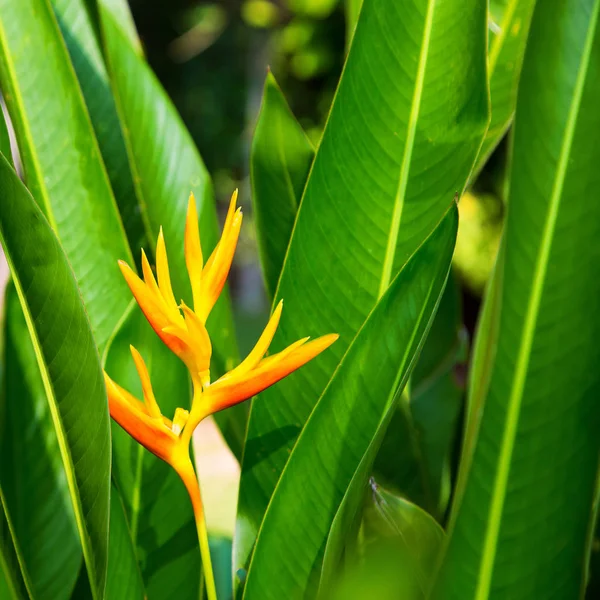 Paradise bird flower or strelizia - tropical flower in a natural background.