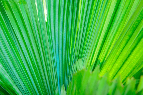 Текстура яскраво-зеленого тропічного листя. Літній вегетативний фон. Природний літній і весняний фон . — стокове фото