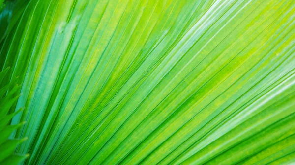 Texture of bright green tropical leaves. Summer vegetative background. Natural summer and spring background. — Stock Photo, Image