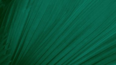 Parlak yeşil tropikal yaprak doku. Yaz bitkisel arka plan. Arka plan doğal yaz ve Bahar.