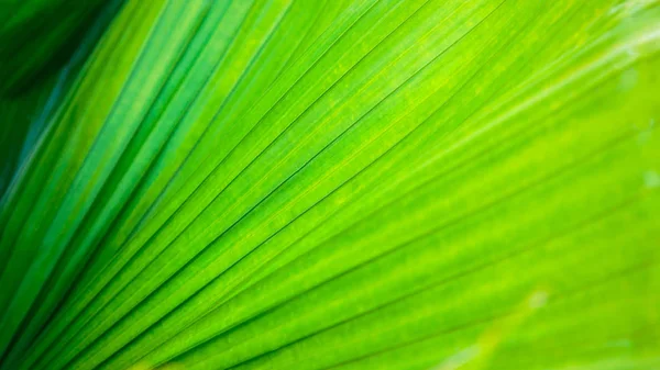Het patroon van helder groene tropische bladeren. Zomer vegetatieve achtergrond. Natuurlijke zomer en het voorjaar achtergrond. — Stockfoto