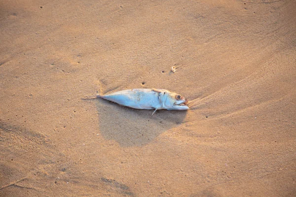Döda fiskar ligger i sanden. miljöproblem och rent vatten — Stockfoto