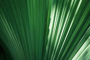 Parlak yeşil tropikal yaprak doku. Yaz bitkisel arka plan. Arka plan doğal yaz ve Bahar.