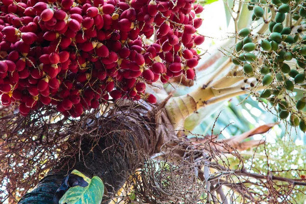 Los frutos de las palmeras. Vista desde abajo. trópicos, fechas . — Foto de Stock
