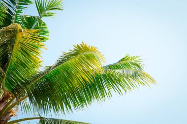 Açık mavi gökyüzünün arka planında palmiye ağacı. Arka plan - turizm, seyahat ve eğlence.
