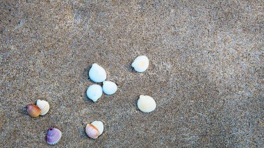 Kum arka plan üzerinde beyaz kabukları. Yaz plaj arka plan. Deniz ve okyanus kıyısı.