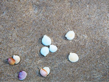 Kum arka plan üzerinde beyaz kabukları. Yaz plaj arka plan. Deniz ve okyanus kıyısı.