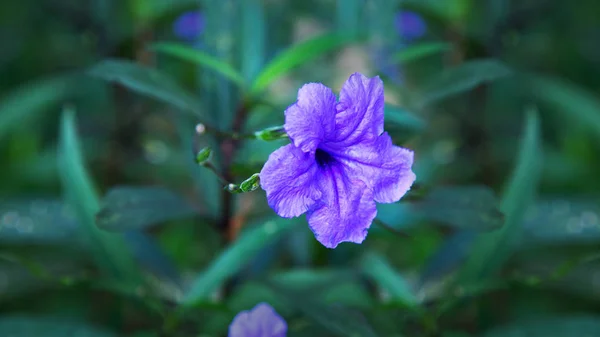 Violet flower on a background of green grass. Natural background — Stock Photo, Image