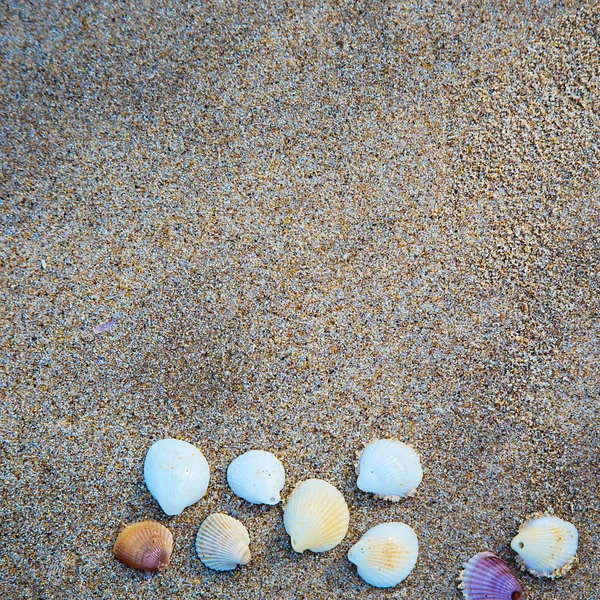 Conchas blancas sobre un fondo de arena. Fondo de playa de verano. La orilla del mar y el océano . — Foto de Stock