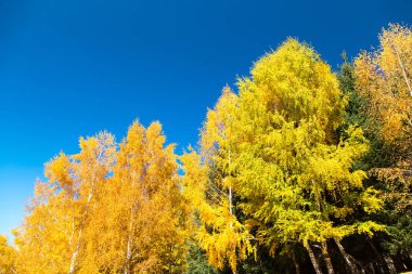 Sonbahar. Güzel sarı huş yaprakları ve mavi berrak gökyüzü bir arka plan üzerinde karaçam ağaçlarının dalları. Doğal arka plan. Metin eklemek için yer.