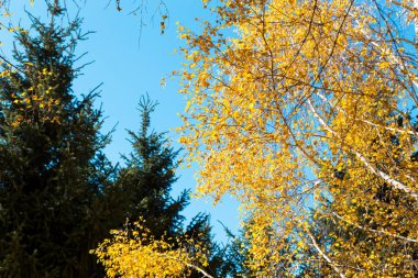 Sonbahar. Güzel sarı huş yaprakları ve mavi berrak gökyüzü bir arka plan üzerinde karaçam ağaçlarının dalları. Doğal arka plan. Metin eklemek için yer.