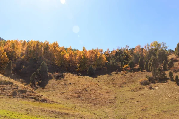 Podzimní krajina. Žluté a zelené stromy. Hory a zářivě modrá obloha. — Stock fotografie