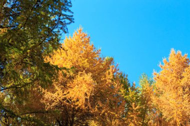 Sonbahar. Güzel sarı huş yaprakları ve mavi berrak gökyüzü bir arka plan üzerinde karaçam ağaçlarının dalları. Doğal arka plan. Metin eklemek için yer.