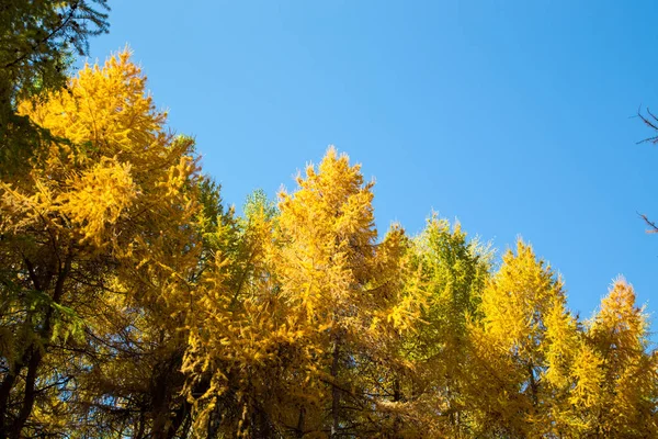 Podzim. Nádherné žluté Březské listy a větve modříků na pozadí modrého jasného nebe. Přirozené pozadí. Místo pro vložení textu. — Stock fotografie