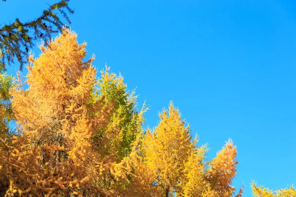 Herbst. schöne gelbe Birkenblätter und Äste von Lärchen vor blauem Himmel. Natürlicher Hintergrund. Platz zum Einfügen von Text. — Stockfoto