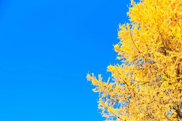 Automne. Belles feuilles de bouleau jaune et des branches de mélèzes sur un fond de ciel bleu clair. Contexte naturel. Endroit pour insérer le texte . — Photo