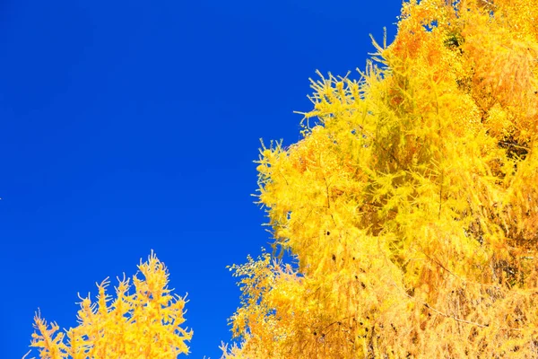 Automne. Belles feuilles de bouleau jaune et des branches de mélèzes sur un fond de ciel bleu clair. Contexte naturel. Endroit pour insérer le texte . — Photo