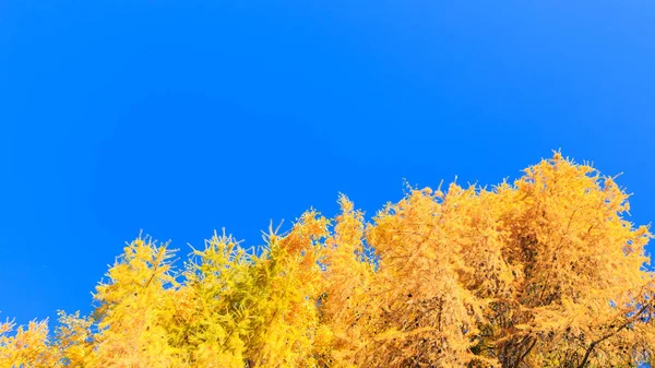 Automne. Belles feuilles de bouleau jaune et des branches de mélèzes sur un fond de ciel bleu clair. Contexte naturel. Endroit pour insérer le texte . — Photo