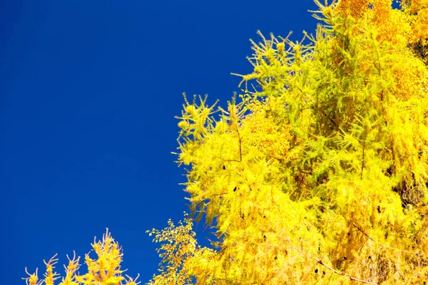 Herbst. schöne gelbe Birkenblätter und Äste von Lärchen vor blauem Himmel. Natürlicher Hintergrund. Platz zum Einfügen von Text. lizenzfreie Stockfotos