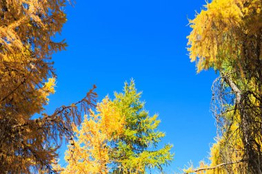 Sonbahar. Güzel sarı huş yaprakları ve mavi berrak gökyüzü bir arka plan üzerinde karaçam ağaçlarının dalları. Doğal arka plan. Metin eklemek için yer.