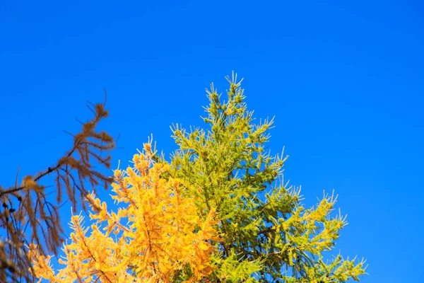 Automne. Belles feuilles de bouleau jaune et des branches de mélèzes sur un fond de ciel bleu clair. Contexte naturel. Endroit pour insérer le texte . — Photo