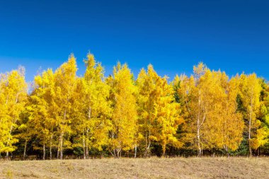 Sonbahar ormanı. Güzel leylak ağaçları. Parlak doğal renkler. Sonbaharın doğal manzarası.