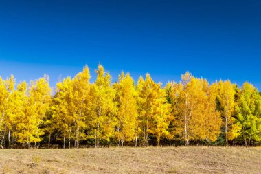 Sonbahar ormanı. Güzel leylak ağaçları. Parlak doğal renkler. Sonbaharın doğal manzarası.