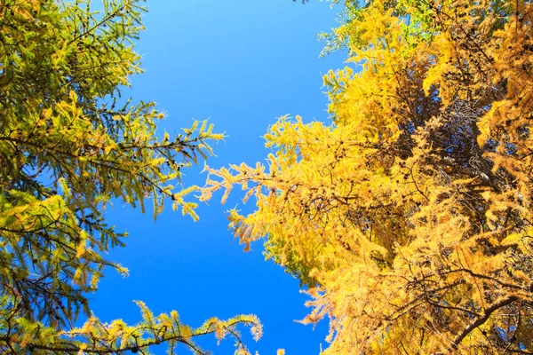 Automne. Belles feuilles de bouleau jaune et des branches de mélèzes sur un fond de ciel bleu clair. Contexte naturel. Endroit pour insérer le texte . — Photo