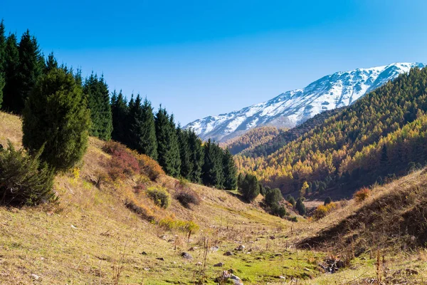 Herbstlandschaft. gelbe und grüne Bäume. Berge und strahlend blauer Himmel. — Stockfoto