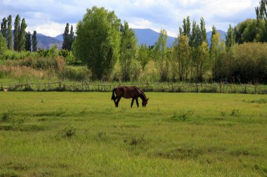 İnekler ve atlar yeşil çimlerde bir çayırda otlarlar. Tarım, çayırda yaz günü. Kırsal alan