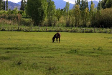 İnekler ve atlar yeşil çimlerde bir çayırda otlarlar. Tarım, çayırda yaz günü. Kırsal alan
