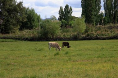 İnekler ve atlar yeşil çimlerde bir çayırda otlarlar. Tarım, çayırda yaz günü. Kırsal alan