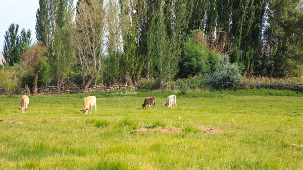 Mucche e cavalli pascolano in un prato in erba verde. agricoltura, giornata estiva al pascolo. paesaggio rurale — Foto Stock