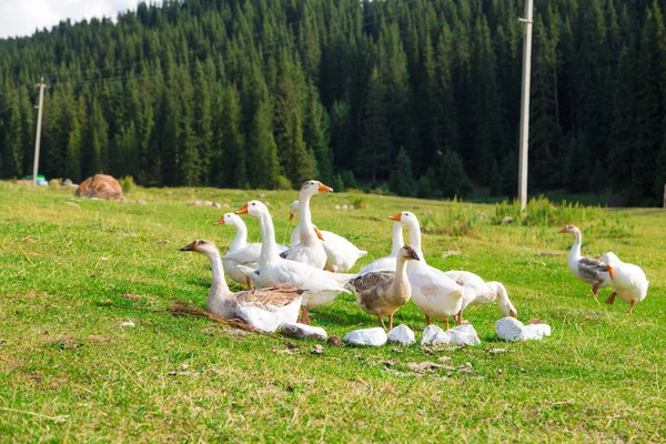 Bílé husy v trávě na louce. Drůbež pasoucí se v horách na přírodě. — Stock fotografie