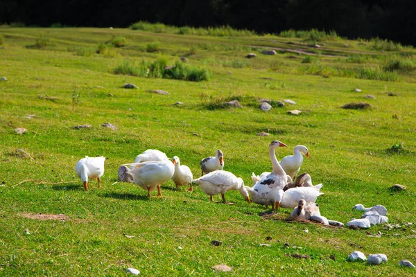 Oche bianche nell'erba nel prato. Pollame al pascolo in montagna sulla natura . — Foto Stock