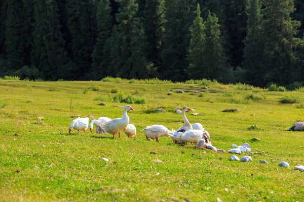 Oche bianche nell'erba nel prato. Pollame al pascolo in montagna sulla natura . — Foto Stock