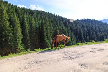 Bir at dağ yolunda otluyor. Tarım, köyde yaz otlağı. Vahşi doğa