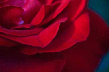 Renkli, güzel, bahçede narin bir gül. Kırmızı Gül.