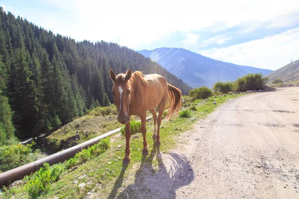 Un cavallo brucia su una strada di montagna. Agricoltura, pascolo estivo nel villaggio. natura selvaggia — Foto Stock