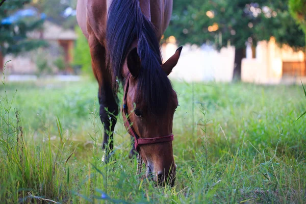 Egy ló legel egy mezőn a faluban. Mezőgazdaság. Szarvasmarha legeltetése — Stock Fotó