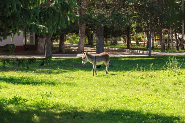 Kleiner Esel auf einer Wiese mit grünem Gras. Landschaft. — Stockfoto